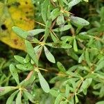 Berberis wilsoniae Листок