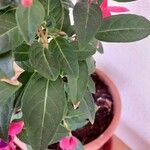 Fuchsia magellanica 葉