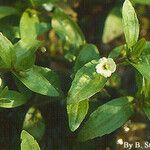 Gratiola virginiana ശീലം