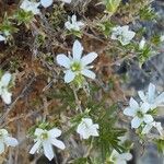 Arenaria aggregata Flor