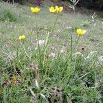 Ranunculus montanus Hábito