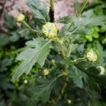 Chrysanthemum indicum Цветок