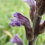 Orobanche purpurea Flor