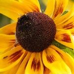 Rudbeckia fulgida Цвят