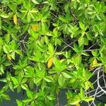 Rhizophora mangle Blatt