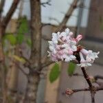 Viburnum farreriFlower