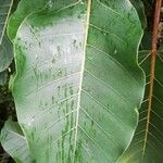 Ficus nymphaeifolia Leaf