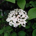 Viburnum lantana Çiçek