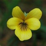 Viola purpurea Fleur