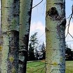 Populus × canescens Corteccia