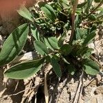 Anthyllis vulneraria Leaf