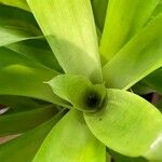 Aechmea caudata Blatt