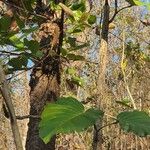Coccoloba caracasana Hoja