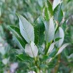 Salix glabra Blad