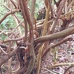 Melianthus comosus 樹皮