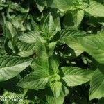 Mentha spicata Ліст