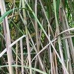 Miscanthus × longiberbis Bark