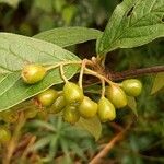 Cotoneaster bullatus 果實