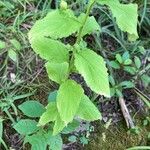 Lobelia inflata Leaf