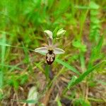 Ophrys arachnitiformis Çiçek