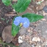 Commelina erecta Fleur