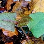 Reynoutria japonica Blatt