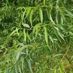Salix x chrysocoma