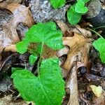 Adenocaulon bicolor Feuille