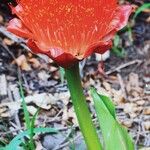 Scadoxus puniceus Lorea