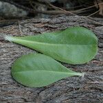 Scaevola taccada Leaf