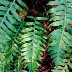 Polypodium californicum Hoja