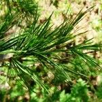 Larix sibirica Blatt