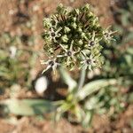 Allium cyrilli