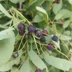 Amelanchier canadensis Fruit