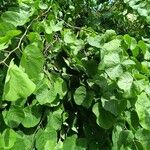 Cercis griffithii Leaf