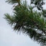 Pinus sibirica পাতা