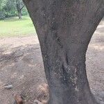 Gleditsia sinensis Bark