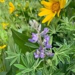 Lupinus sericeus Çiçek