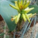 Aloe gariepensis Кветка