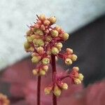 Heuchera sanguinea फूल