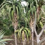 Aloe thraskii Habitatea