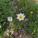 Pulsatilla alpinaFlower