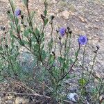 Globularia alypum Hábito