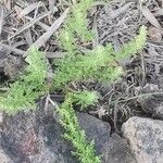 Dysphania multifida Hoja