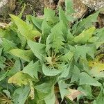 Sonchus radicatus Blad