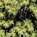 Ligustrum japonicum 果實