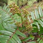 Sorbus wallichii