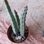 Cereus spegazzinii Leaf