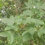 Liquidambar formosana Blad