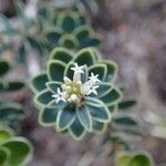 Cyathopsis albicans Flower